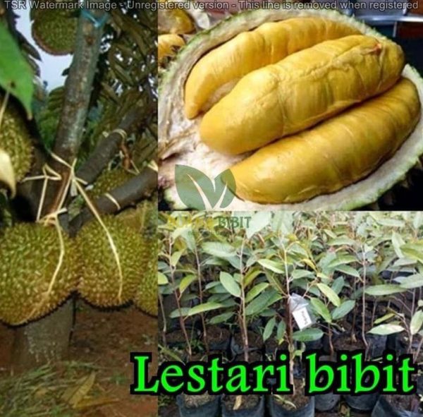 jual bibit pohon Bibit Pohon Durian Buah Montong Thailand Original Pekanbaru
