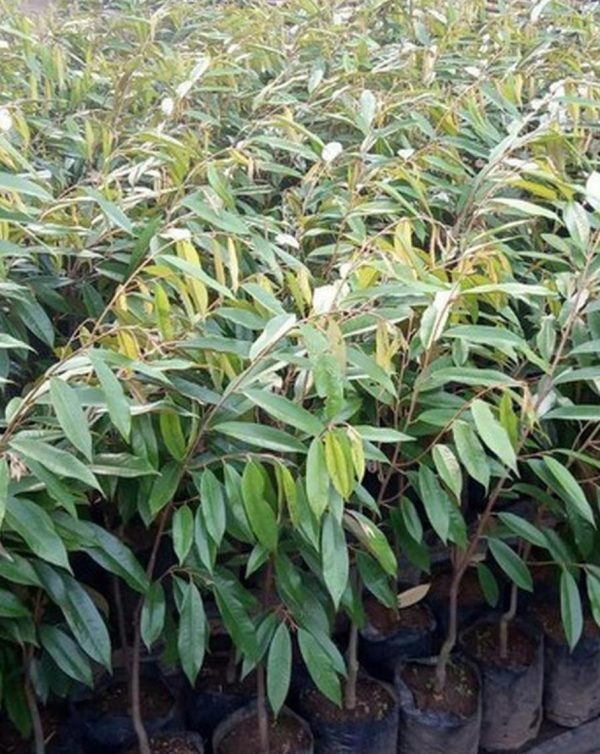 jual bibit pohon Bibit Pohon Durian Tanaman Montong Monthong Duren Cane Buah Super Luwu Utara