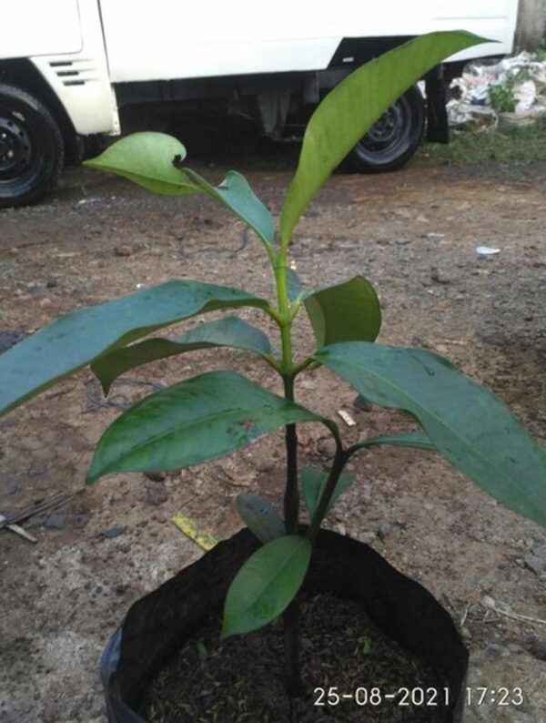 jual bibit pohon Bibit Pohon Manggis Buah Okulasi Tanaman Buru Selatan