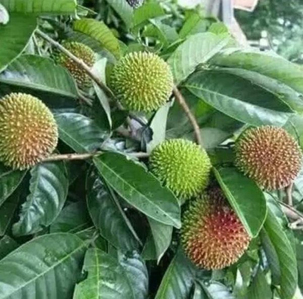 jual bibit pohon Bibit Rambutan Rapiah BenihBibit - Tanaman Buah Unggul Murah Madiun