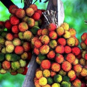jual bibit pohon Bibit Rambutan Rapiah Termurah Tanaman Buah Unggul, Murah, Bergaransi Cod Gorontalo Utara