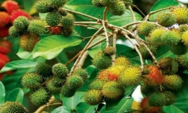 jual bibit pohon Bibit Rambutan Rapiah Unik Pohon Tanaman Buah Ropiah Berkualitas Banyuwangi