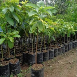 jual bibit tanaman alpukat miki Bolaang Mongondow Selatan