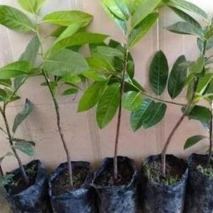 jual bibit tanaman Bibit Buah Black Sapote Dijamin Aman Okulasi Giant Banda Aceh