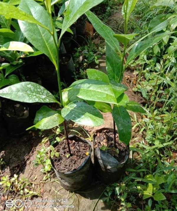 jual bibit tanaman Bibit Buah Black Sapote Terjangkau Okulasi Solok
