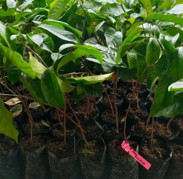 jual bibit tanaman Bibit Buah Duku Code Pohon Jenis Dukong Biji Lanny Jaya