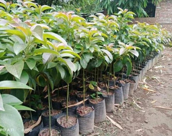 jual bibit tanaman Bibit Buah Duku Salee Kenitu Ungu Dan Palembang Waropen