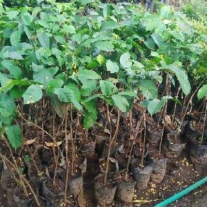 jual bibit tanaman Bibit Buah Duku Tanaman Tanpa Biji Lampung Barat