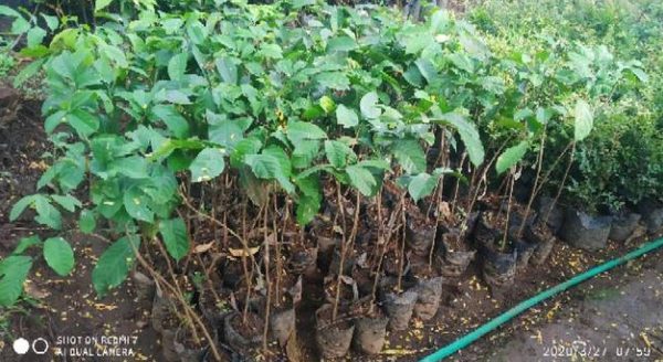 jual bibit tanaman Bibit Buah Duku Tanaman Tanpa Biji Lampung Barat