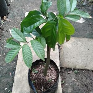 jual bibit tanaman Bibit Buah Duku Terbaik Tanaman Dukong - Malaysia Murah Indramayu