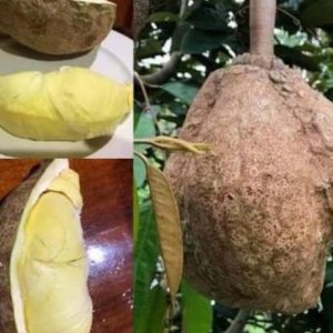 jual bibit tanaman Bibit Buah Durian Gundul Asli Binjai