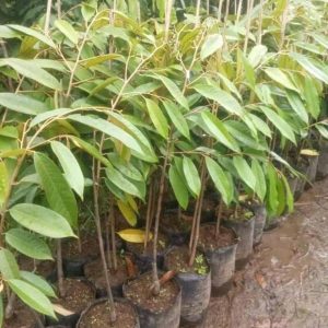 jual bibit tanaman Bibit Buah Durian Gundul Asli Bone Bolango