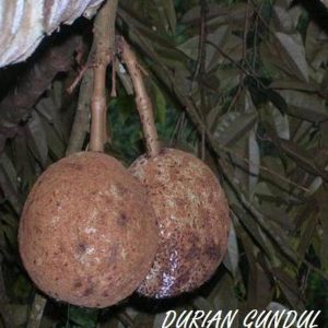 jual bibit tanaman Bibit Buah Durian Gundul Berkualitas Dan Terjangkau Barru
