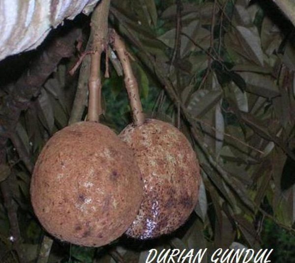 jual bibit tanaman Bibit Buah Durian Gundul Berkualitas Dan Terjangkau Barru