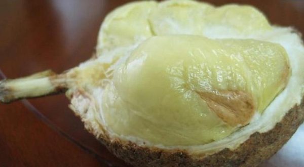 jual bibit tanaman Bibit Buah Durian Gundul Unik Tanpa Duri Si Botak Banyumas