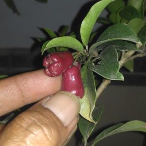 jual bibit tanaman Bibit Buah Langka Pohon Jambu Lili Pili Mikro Import Sidenreng Rappang
