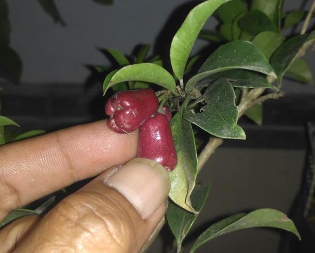 Gambar Produk jual bibit tanaman Bibit Buah Langka Pohon Jambu Lili Pili Mikro Import Sidenreng Rappang