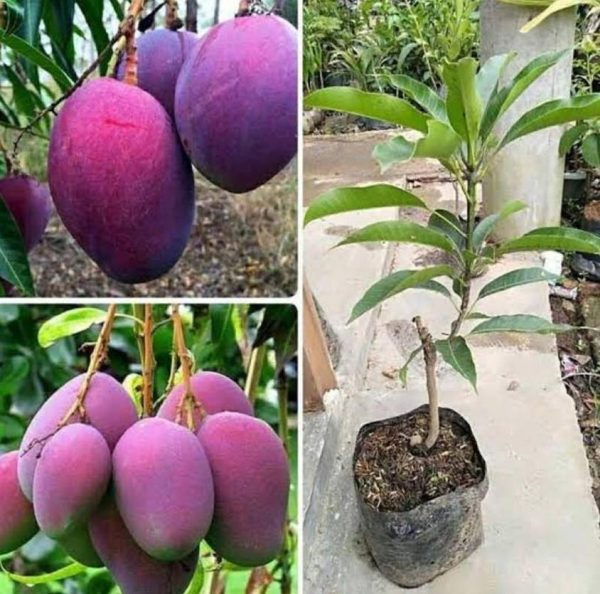 jual bibit tanaman Bibit Buah Mangga UnguIrwin Sigi