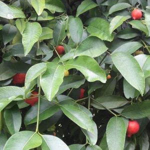 jual bibit tanaman Bibit Buah Manggis Merah Mundar - Kategori Standart Original Landak