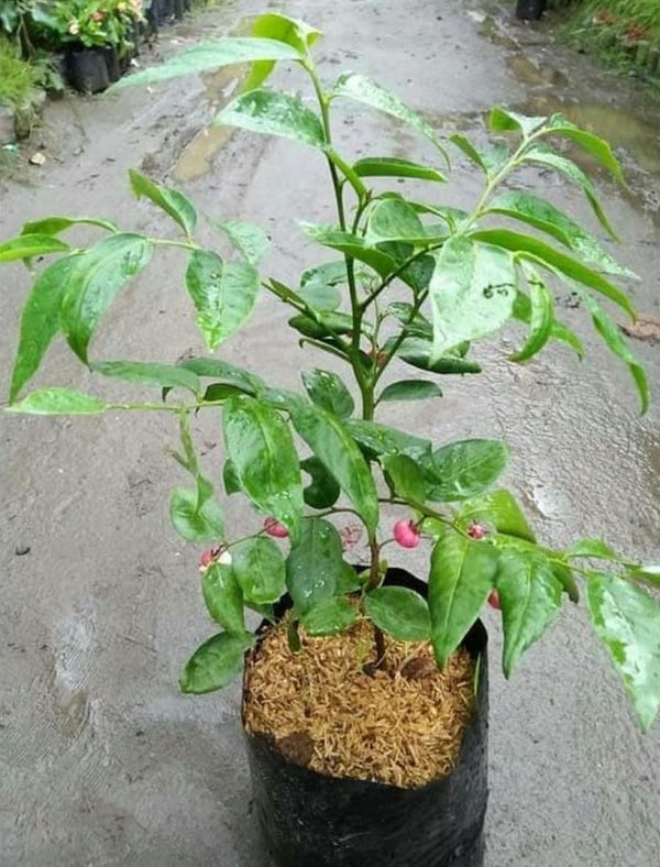jual bibit tanaman Bibit Buah Manggis New Tanaman Pohon JepangRatu BuahGarcinia Mangostana Poso