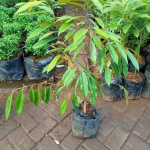 jual bibit tanaman Bibit Duren Montong Motif Terkini Cangkok Tanaman Pohon Buah Durian Musang King Medan Palu Bawo Belitung Timur