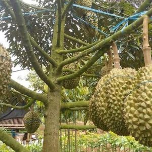 jual bibit tanaman Bibit Duren Montong Tanaman Durian Monthong Pohon Cane Buah Super Tangerang