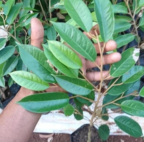 jual bibit tanaman Bibit Durian Duri Hitam Black Thron Ochee Bengkalis