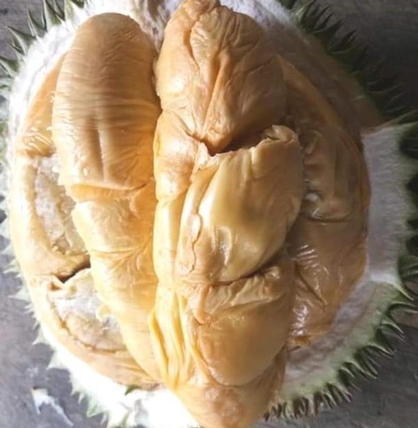 jual bibit tanaman Bibit Durian Duri Hitam Black Thron Ochee Rote Ndao