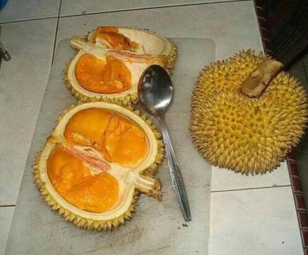 jual bibit tanaman Bibit Durian Duri Hitam Diskon Oche Okulasi Murah Lingga