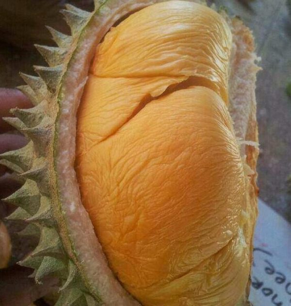 jual bibit tanaman Bibit Durian Duri Hitam Ochee Original Padang Pariaman