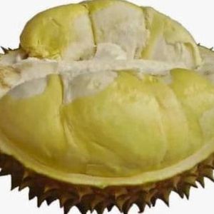 jual bibit tanaman Bibit Durian Monthong Pusat-Benih-Terlengkap- -Se-Shopee-Jakarta Maluku Tengah