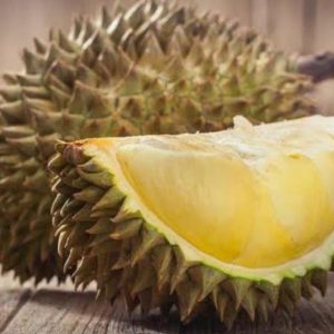 jual bibit tanaman Bibit Durian Musangking Dumai