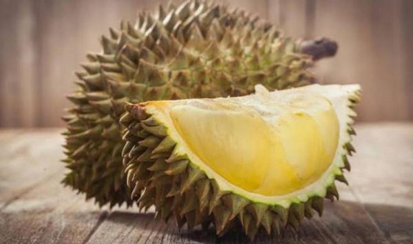jual bibit tanaman Bibit Durian Musangking Dumai