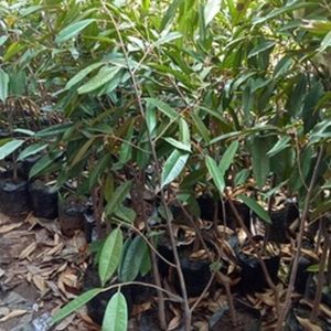 jual bibit tanaman Bibit Durian Musangking Gunungsitoli