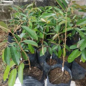 jual bibit tanaman Bibit Durian Namlung Hrv Ju Dan Super Tembaga Sumba Tengah