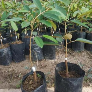 jual bibit tanaman Bibit Durian Namlung Hrv Ju Dan Super Tembaga Ternate