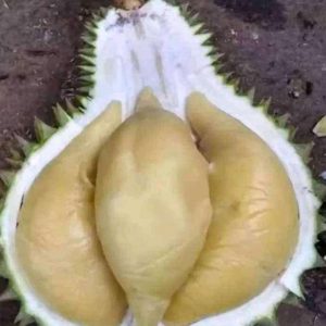 jual bibit tanaman Bibit Durian Namlung Okulasi Aceh Tenggara
