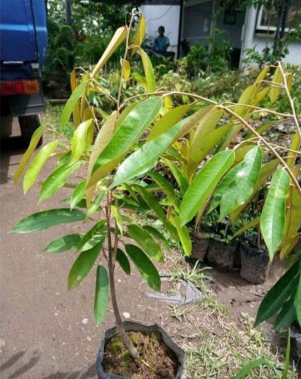 jual bibit tanaman Bibit Durian Super Tembaga Bangka Cod Buton