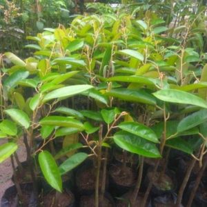 jual bibit tanaman Bibit Durian Super Tembaga Bangka Okulasi Cepat Buah Maluku Tenggara Barat
