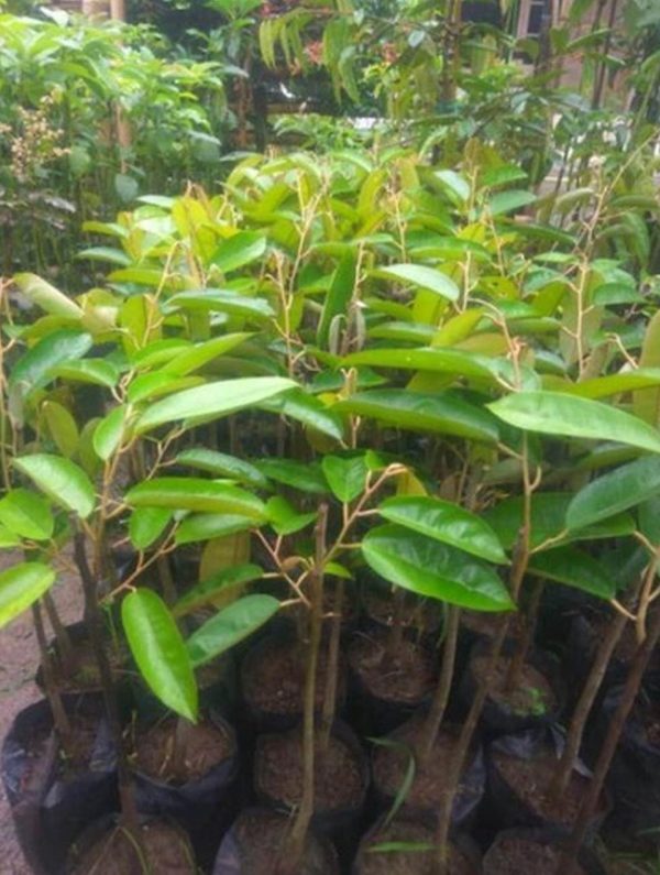 jual bibit tanaman Bibit Durian Super Tembaga Bangka Okulasi Cepat Buah Rembang