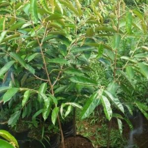 jual bibit tanaman Bibit Durian Super Tembaga Okulasi Jayapura