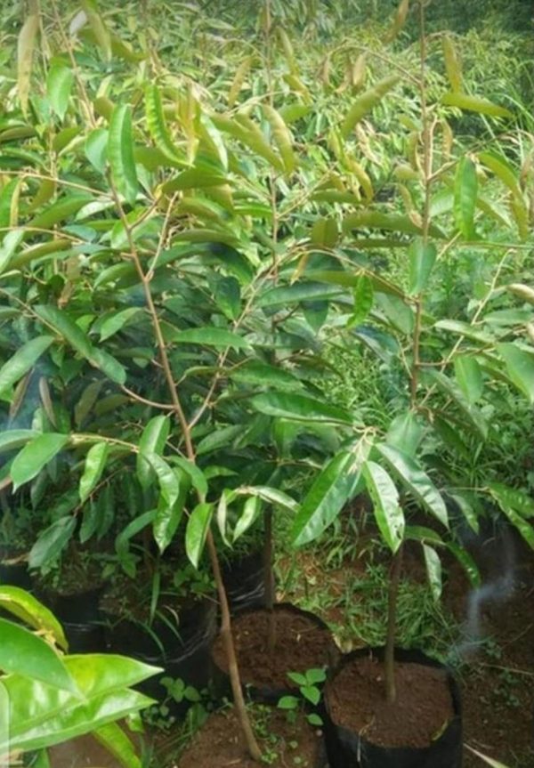 jual bibit tanaman Bibit Durian Super Tembaga Okulasi Jayapura