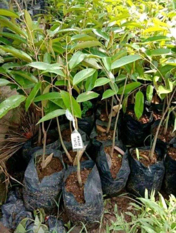 jual bibit tanaman Bibit Durian Unggul Duri Hitam Kendal