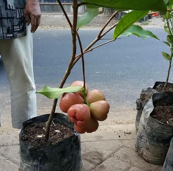 jual bibit tanaman Bibit Jambu Air King Rose Super Bisa Tanam Buah Dalam Tabulampot Pagar Alam