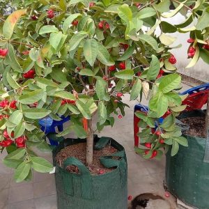 jual bibit tanaman Bibit Jambu Air Ord Hasil Cangkok Tanaman Hias Buah Kancing Citra Merah King Rose Dalhari Pas Konawe Utara