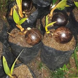 jual bibit tanaman Bibit Kelapa - Activ Agrotani Serang