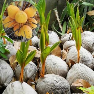jual bibit tanaman Bibit Kelapa Gading Tanaman Pohon Banyuwangi