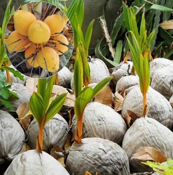 jual bibit tanaman Bibit Kelapa Gading Tanaman Pohon Banyuwangi