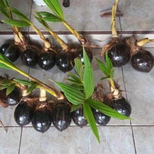jual bibit tanaman Bibit Kelapa Gading Terbatas Surabaya