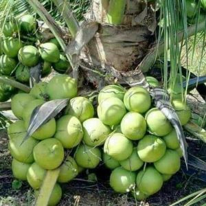 jual bibit tanaman Bibit Kelapa Genjah Entok Tanaman Buah Grosir Cirebon